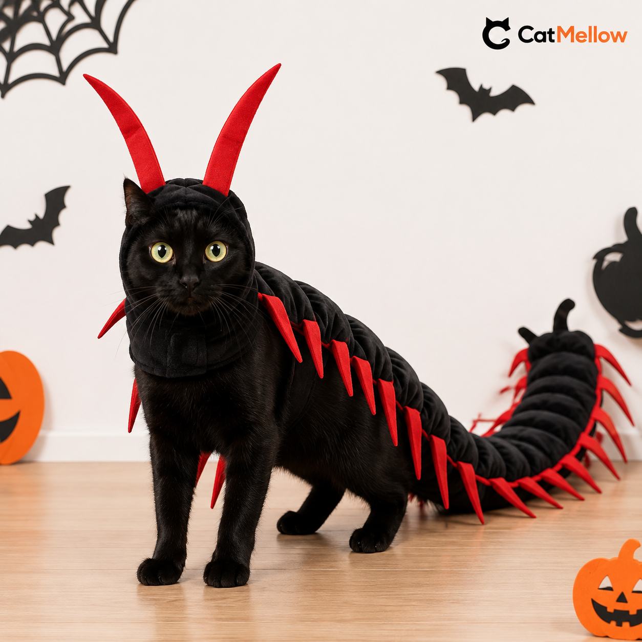 Black cat wearing the black-and-red centipede costume in a minimal Halloween studio