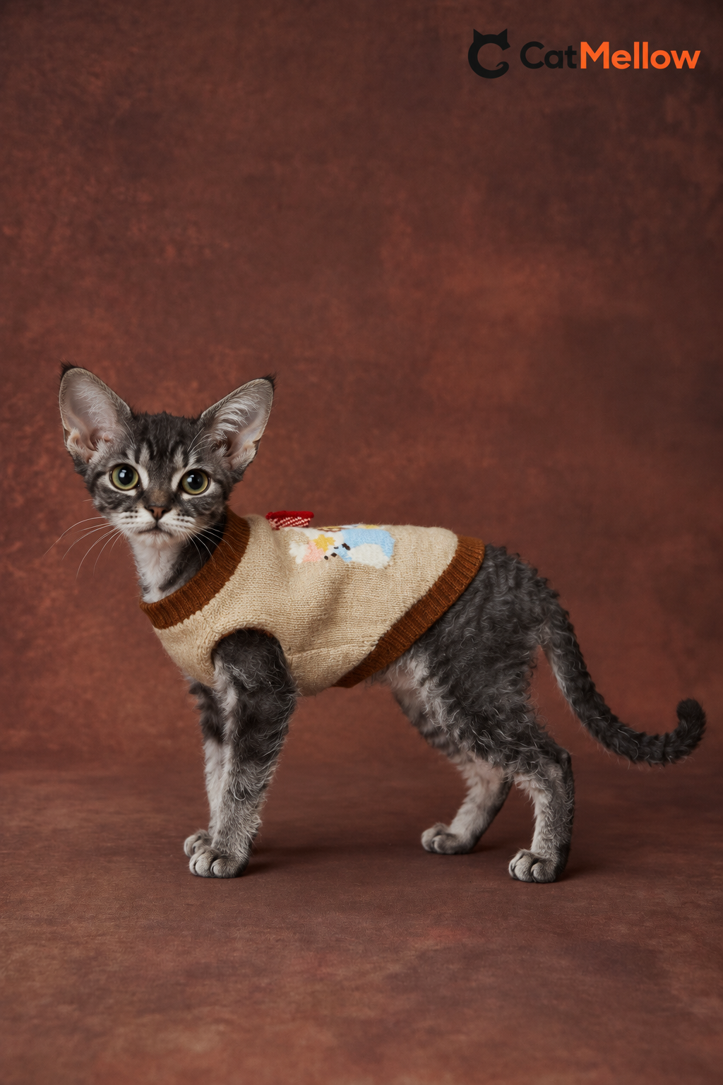 Devon Rex cat wearing the CatMellow cream teddy bear bow tie sleeveless knit sweater, side view