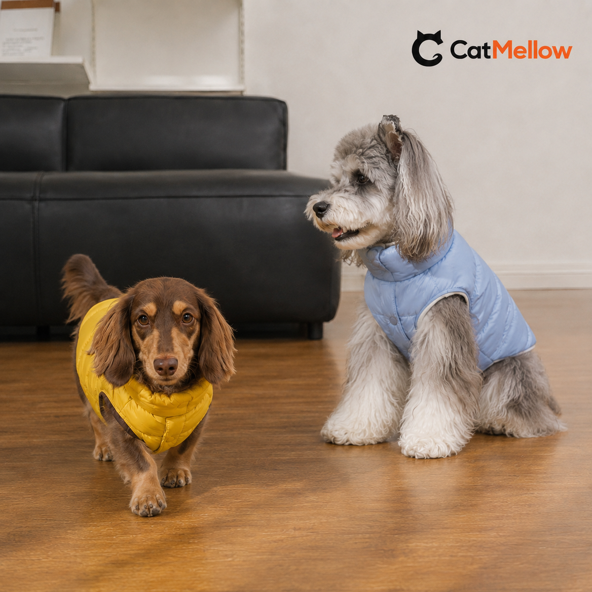 Two small dogs wearing yellow and blue reversible puffer vests indoors