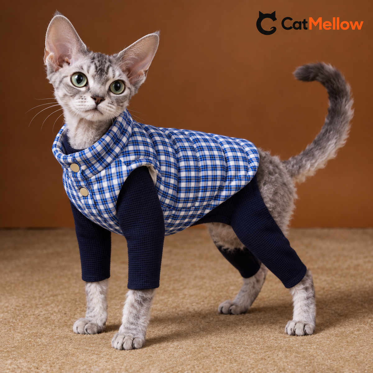 Devon Rex wearing the blue plaid quilted cat vest over a navy base layer