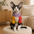Black-and-white cat wearing a colorful striped knit sweater in a warm modern living room, front view.