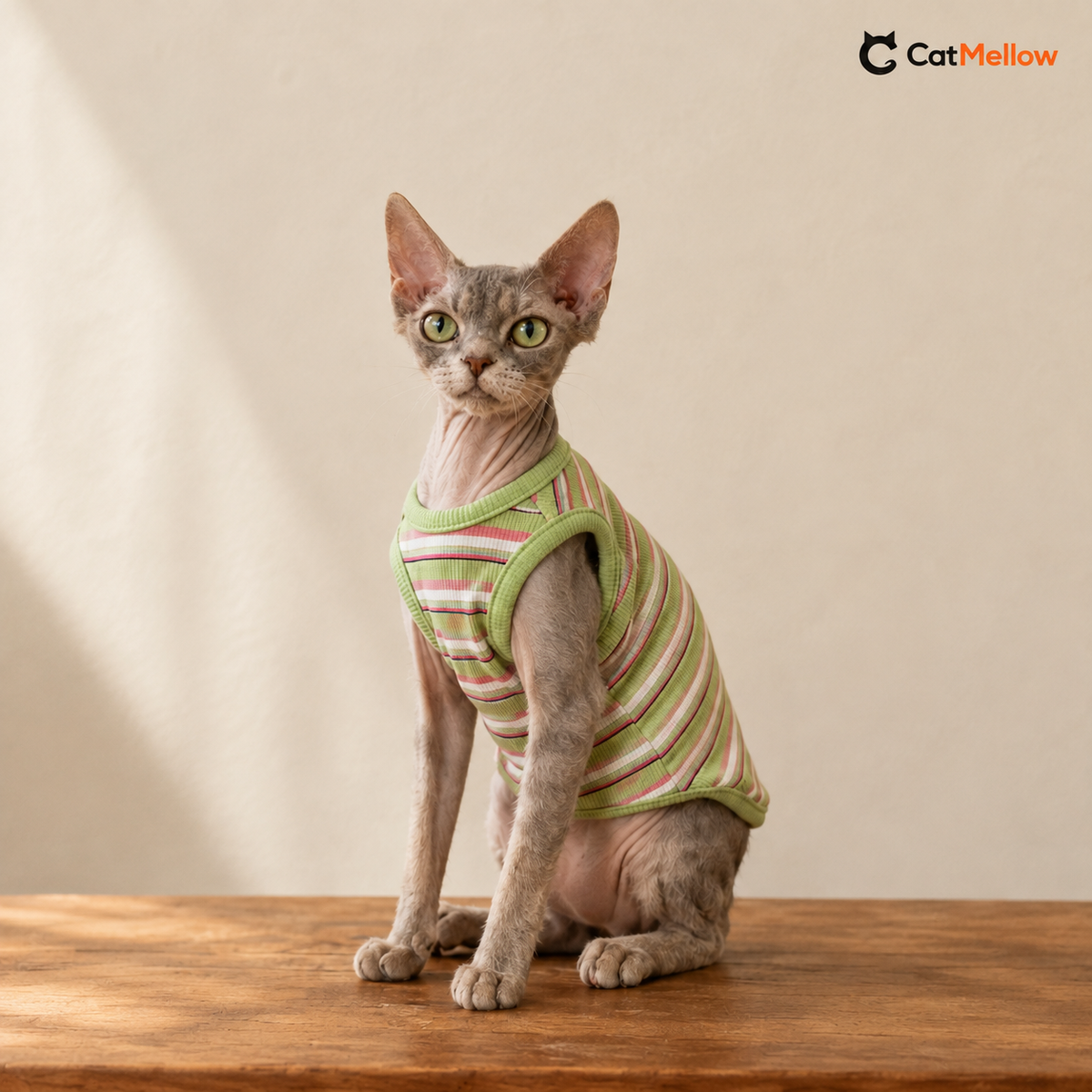 Cat wearing the green striped vest with green trim