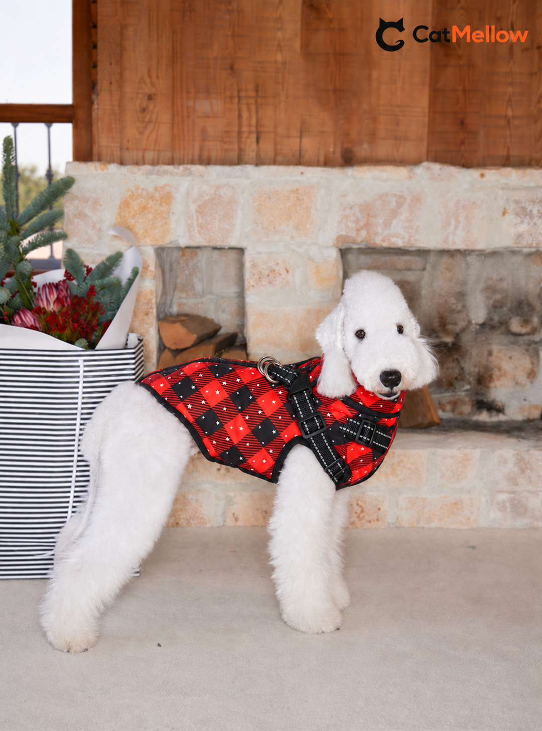 White poodle wearing a red-black plaid Christmas dog coat with black harness straps.