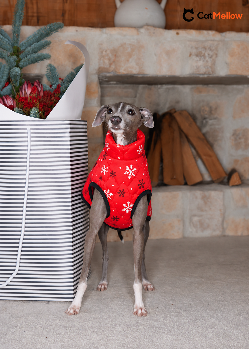 Gray Italian greyhound wearing a red snowflake padded dog coat.