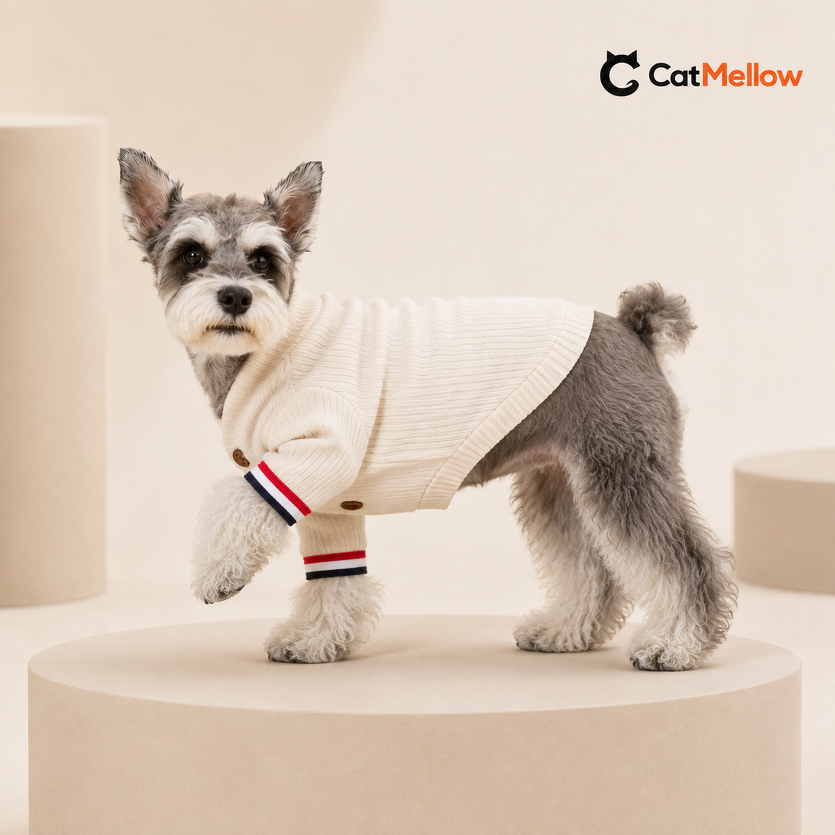 Schnauzer wearing an ivory knit cardigan in a studio