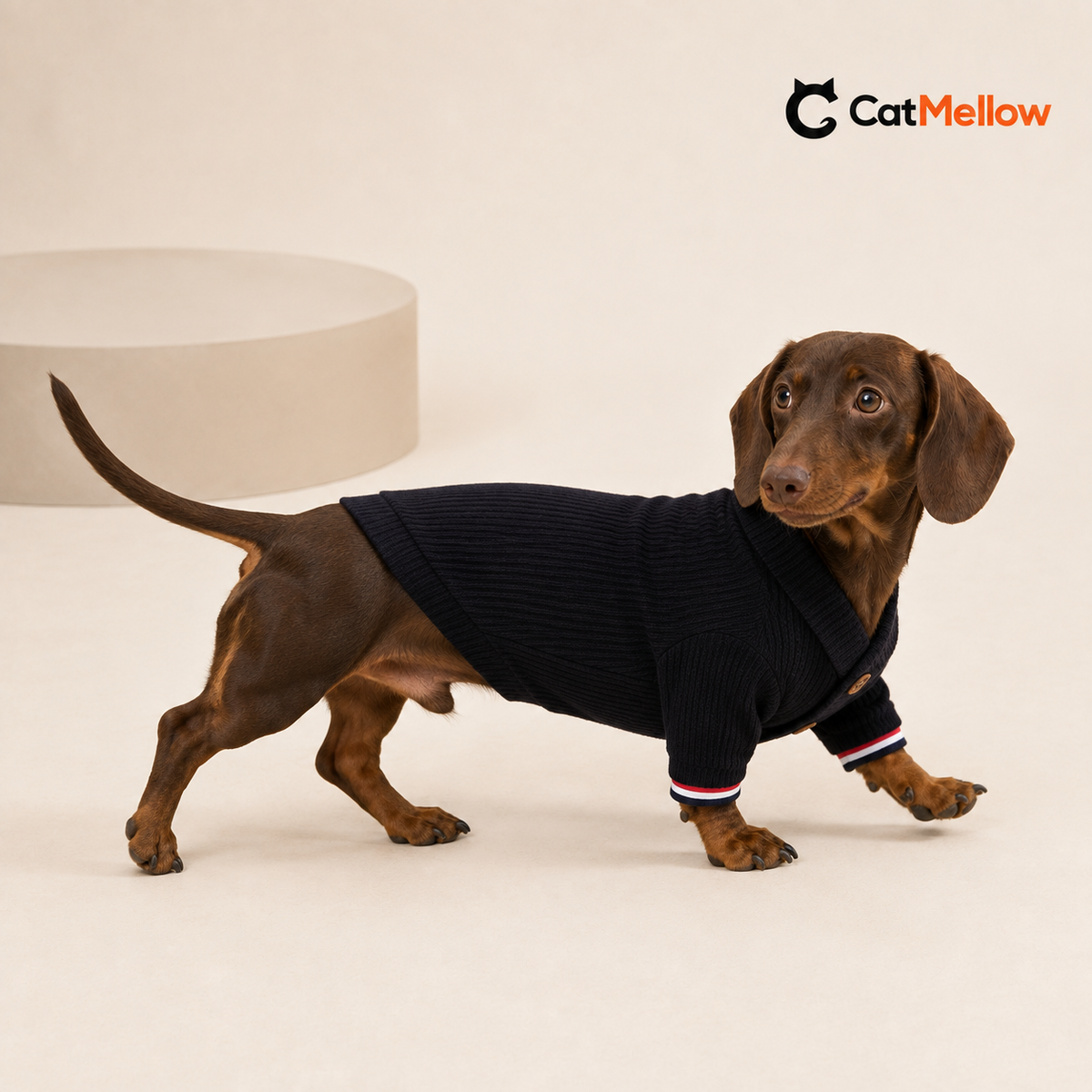 Dachshund wearing a black knit cardigan