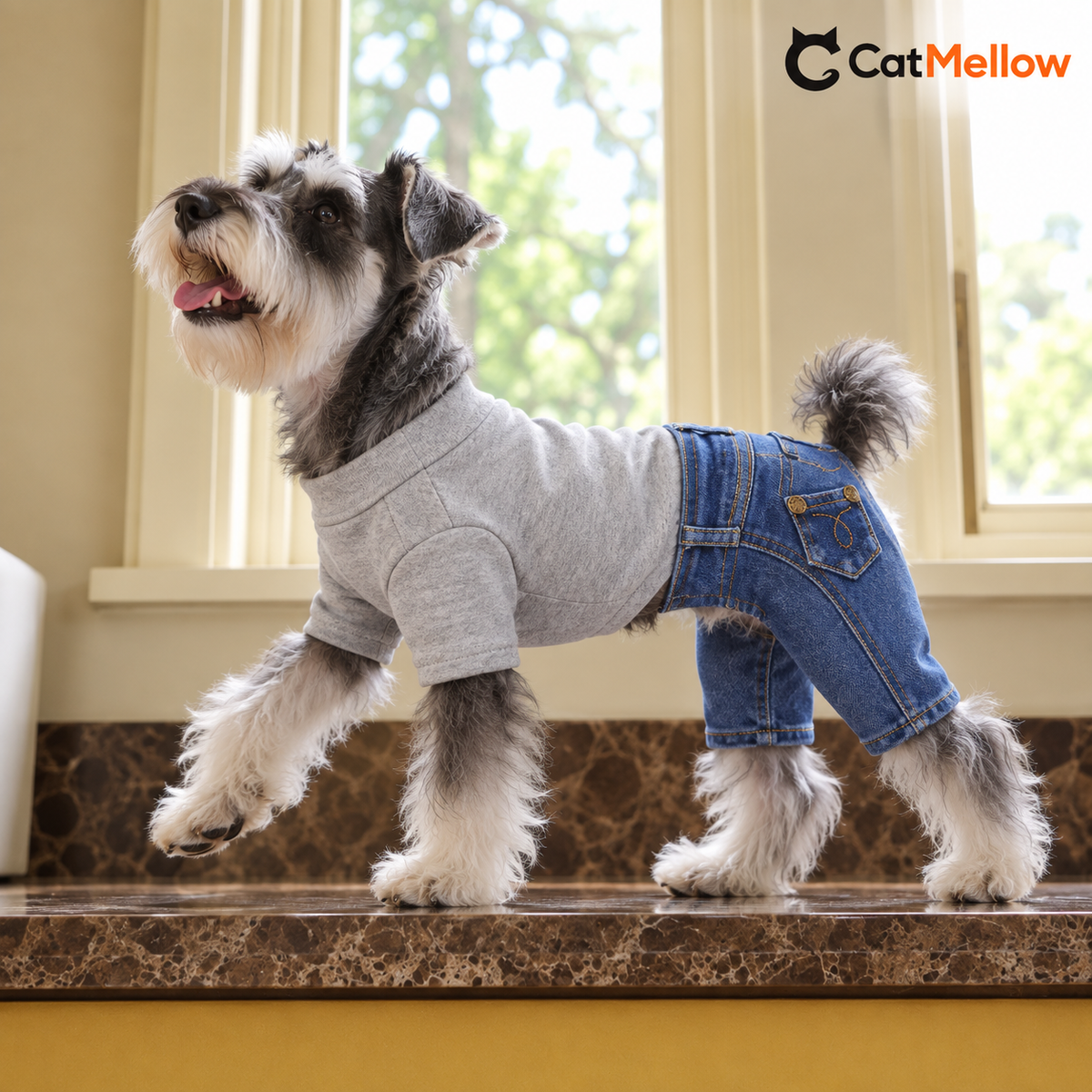 Schnauzer wearing a gray knit and blue denim jumpsuit