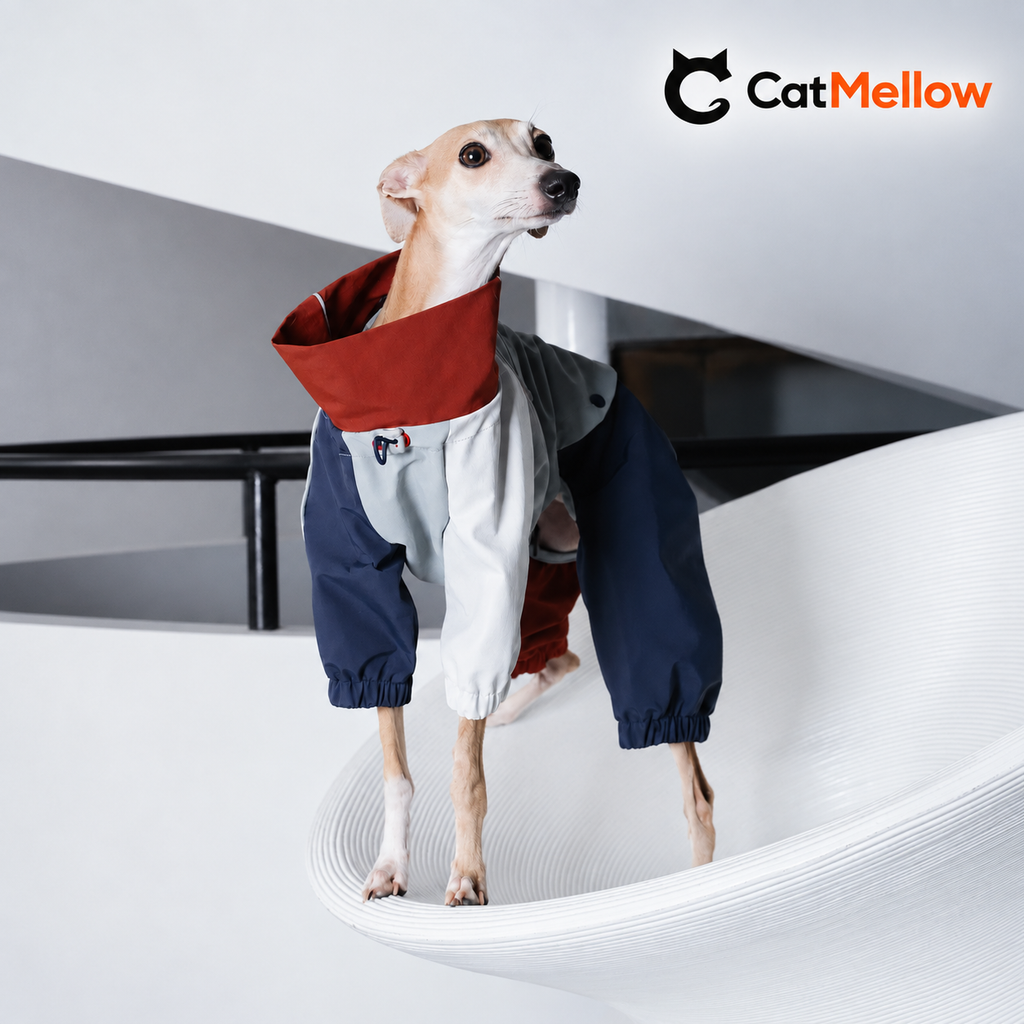 Front view of a dog wearing the gray navy and rust color-block four-leg raincoat