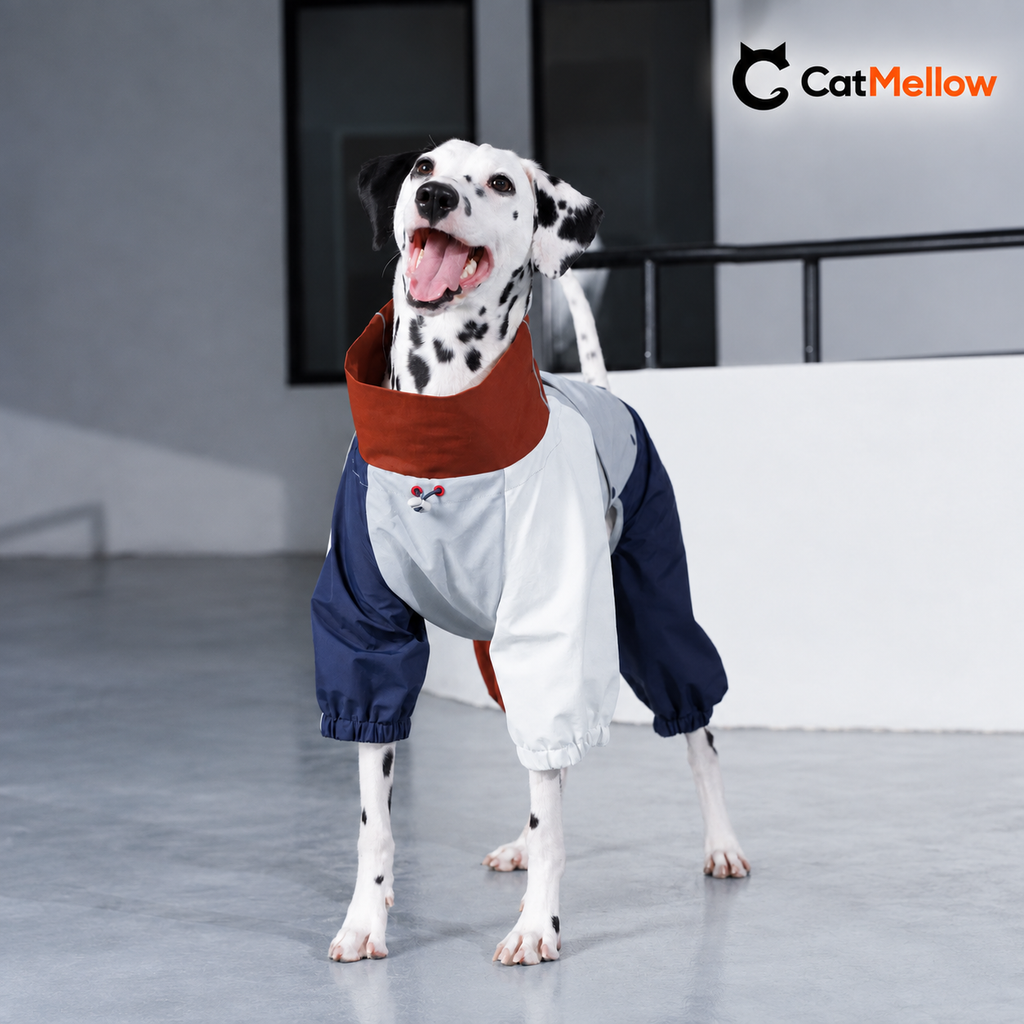 Dalmatian wearing the color-block four-leg raincoat