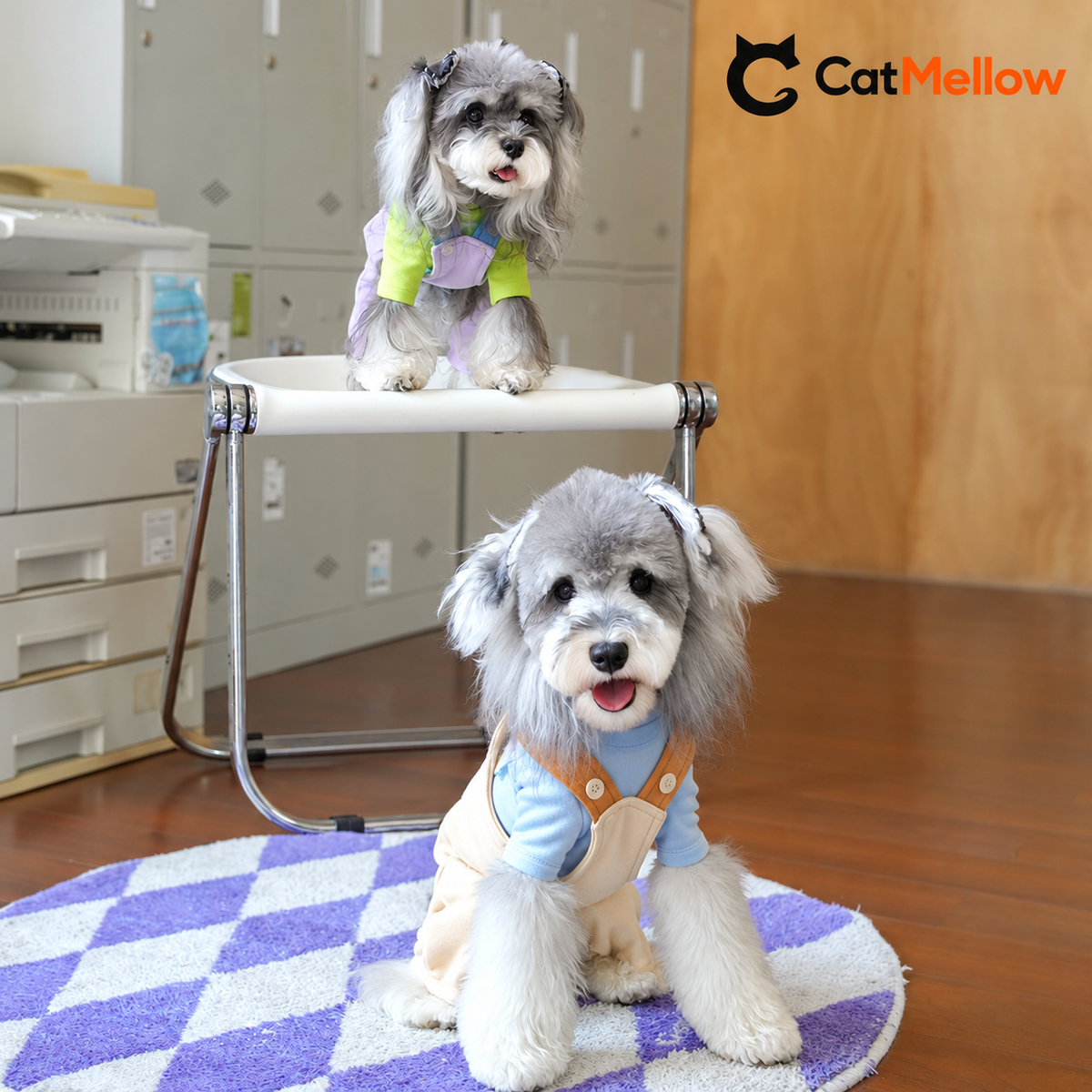Two dogs wearing lavender and beige overalls.
