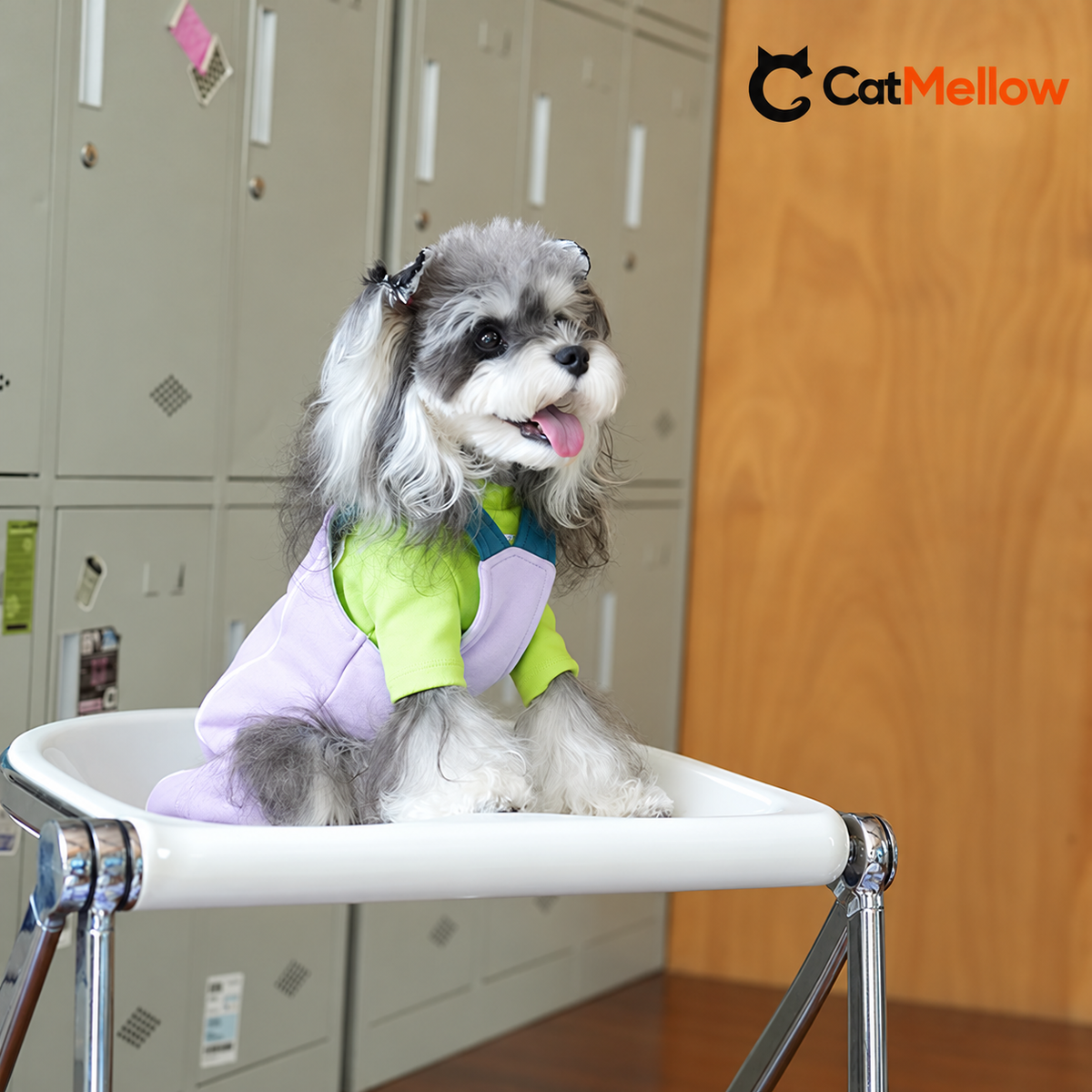 Dog wearing lavender overalls with a green shirt.