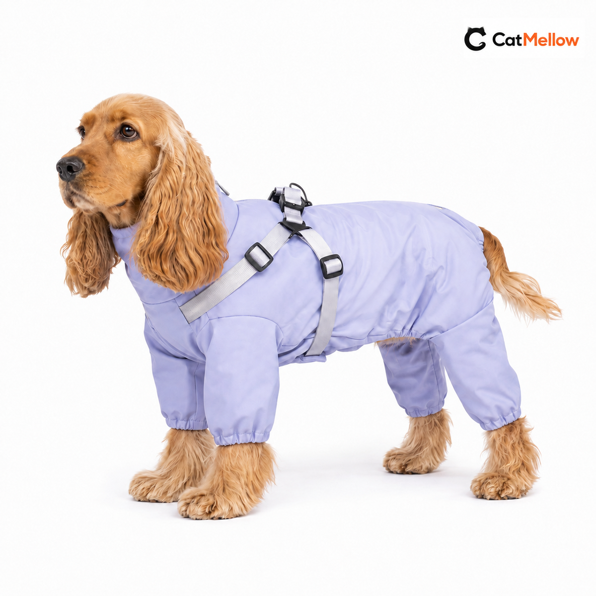 Cocker Spaniel wearing a lavender four-leg dog raincoat with integrated harness.