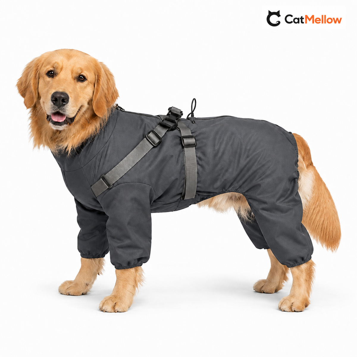 Golden Retriever wearing a dark gray four-leg dog raincoat with integrated harness.