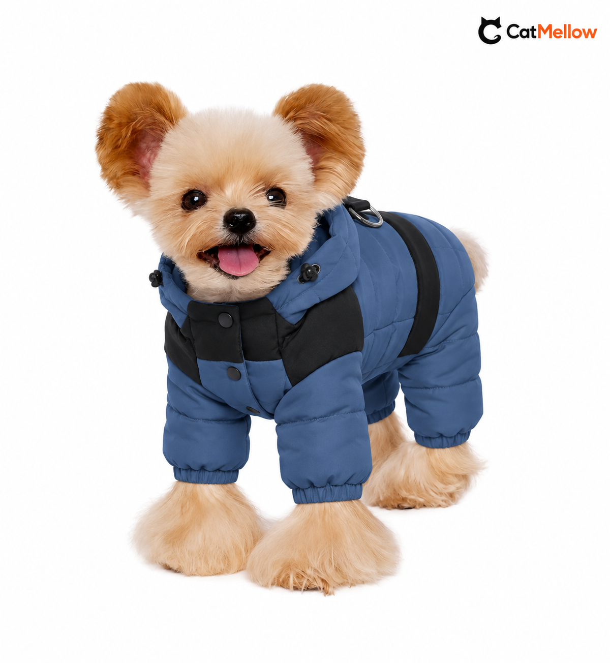 Dog wearing a blue and black padded dog snowsuit.