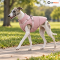 Whippet walking in a blush pink quilted dog vest.