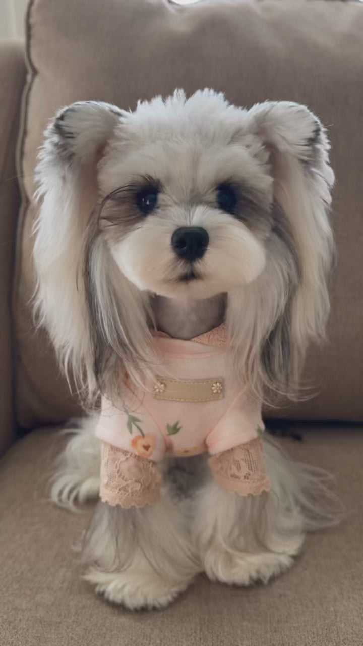 Dog wearing the pink lace teddy bear hoodie