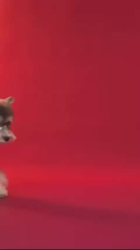 Red and silver padded dog snowsuit product demonstration