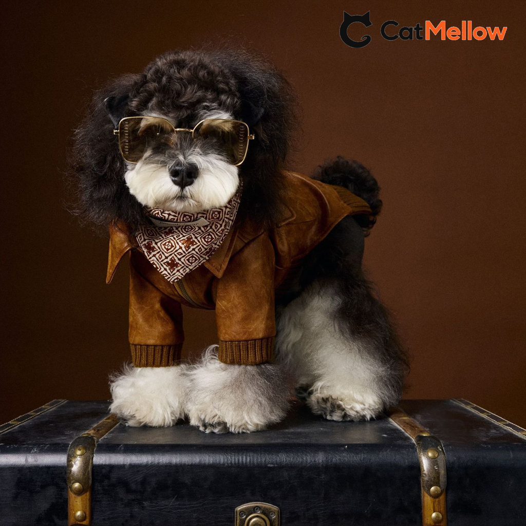 Black dog wearing a brown long-sleeve jacket, front view