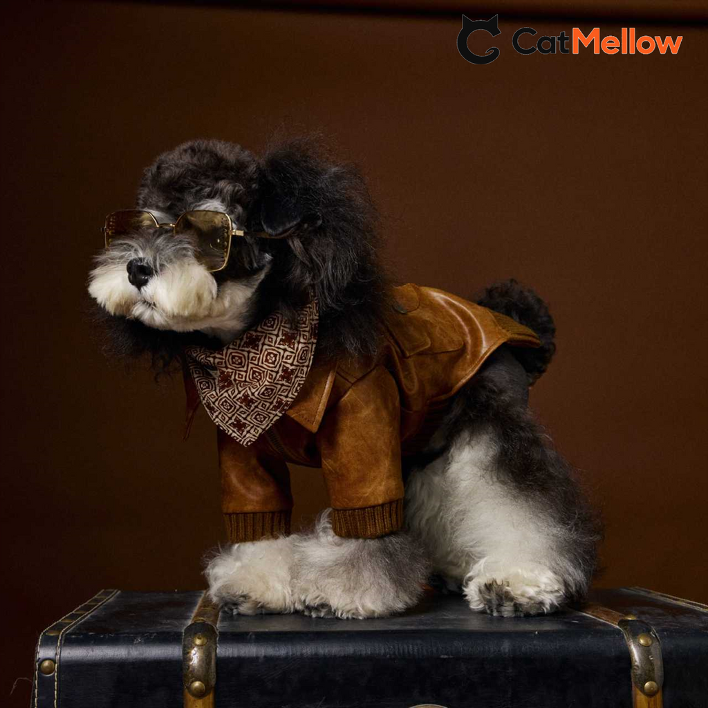 Black dog in brown jacket, side view with collar and sleeves