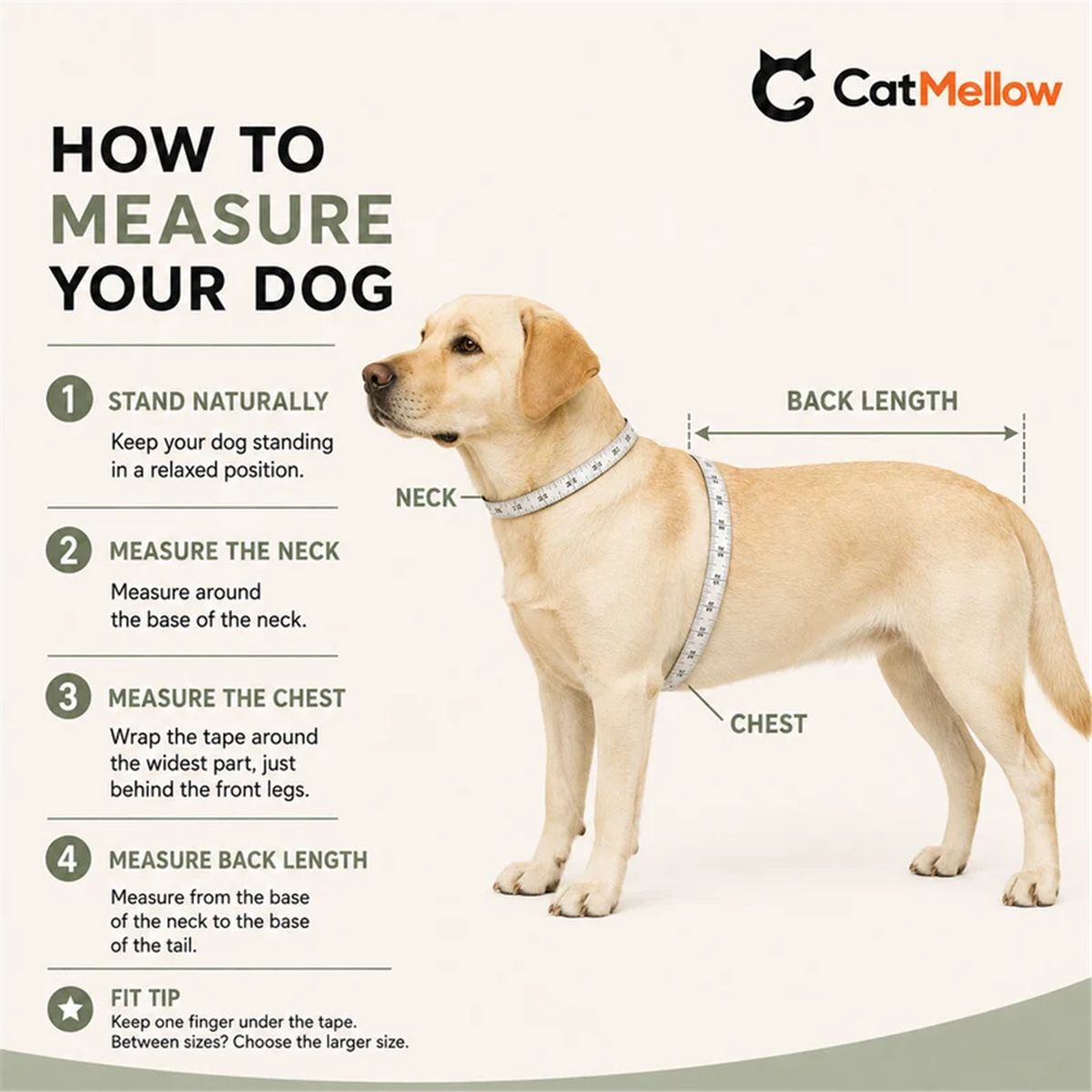 How to measure a dog's neck, chest and back length